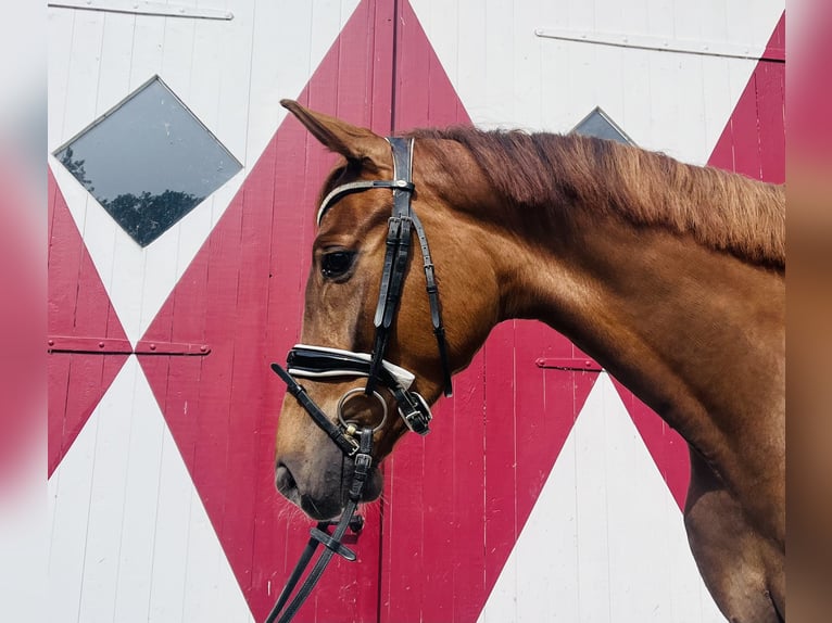 Oldenburg Gelding 4 years 16,1 hh Chestnut-Red in Ennigerloh
