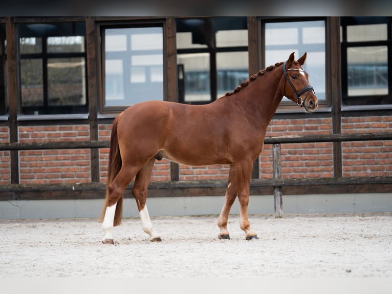 Oldenburg Gelding 4 years 16,1 hh Chestnut-Red in Heidesheim am Rhein