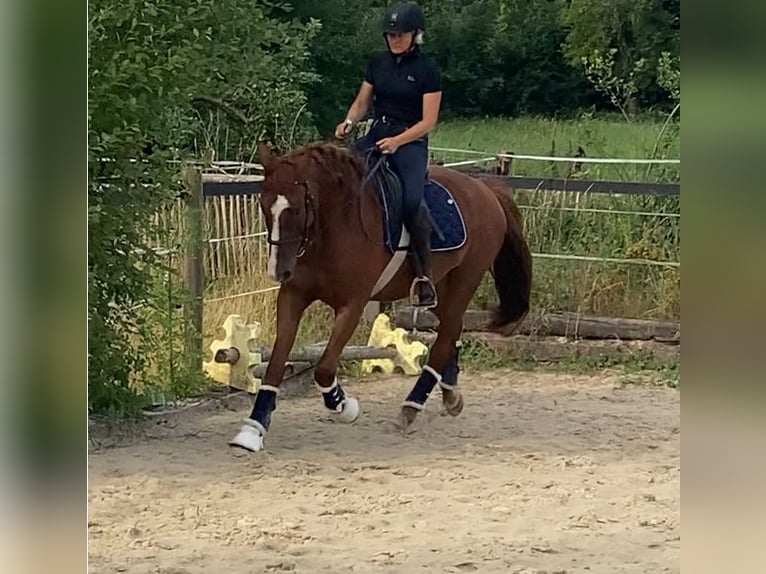Oldenburg Gelding 4 years 16,1 hh Chestnut-Red in Mechernich
