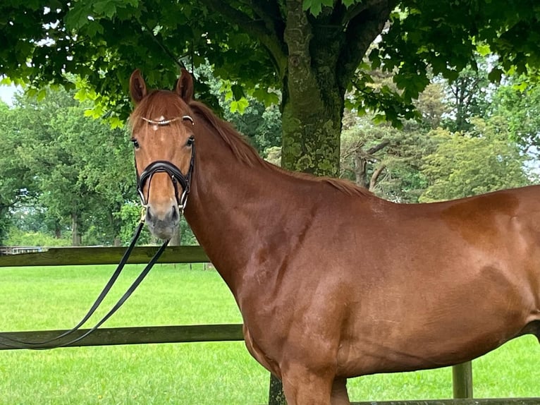 Oldenburg Gelding 4 years 16,1 hh Chestnut-Red in Sankt Margarethen