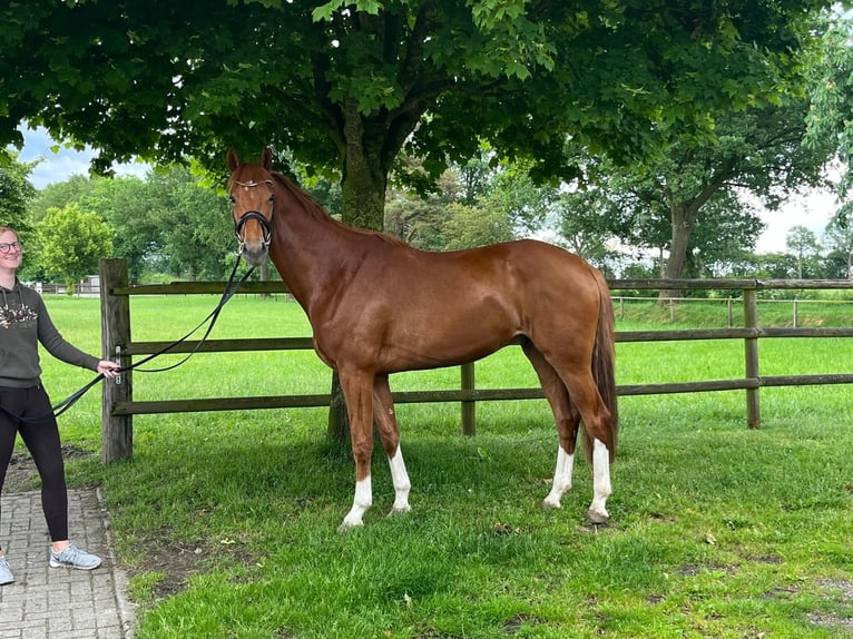 Oldenburg Gelding 4 years 16,1 hh Chestnut-Red in Sankt Margarethen