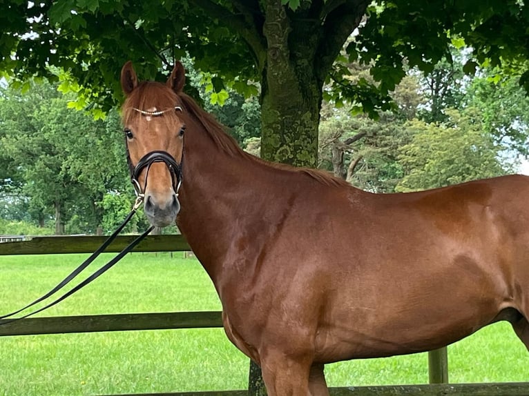 Oldenburg Gelding 4 years 16,1 hh Chestnut-Red in Sankt Margarethen