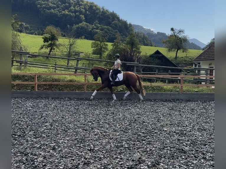 Oldenburg Gelding 4 years 16,1 hh Chestnut-Red in Stadl-Ufer