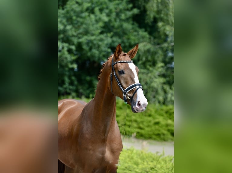 Oldenburg Gelding 4 years 16,1 hh Chestnut-Red in Visbek