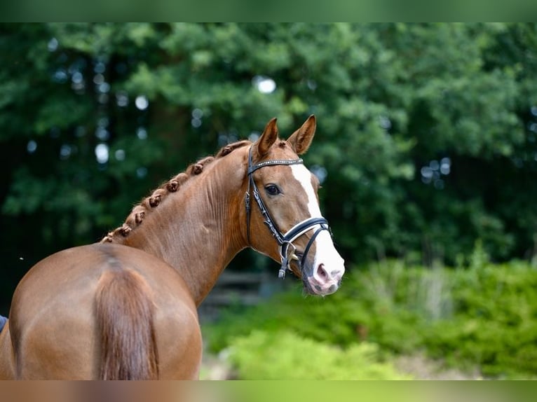 Oldenburg Gelding 4 years 16,1 hh Chestnut-Red in Visbek