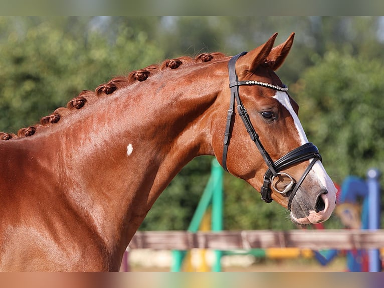 Oldenburg Gelding 4 years 16,1 hh Chestnut-Red in Willich