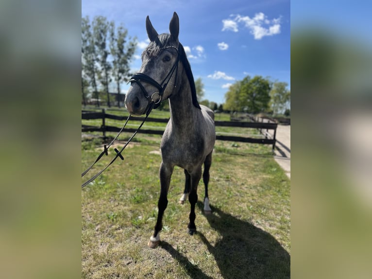 Oldenburg Gelding 4 years 16,1 hh Gray-Dapple in L&#xF6;wenberger Land