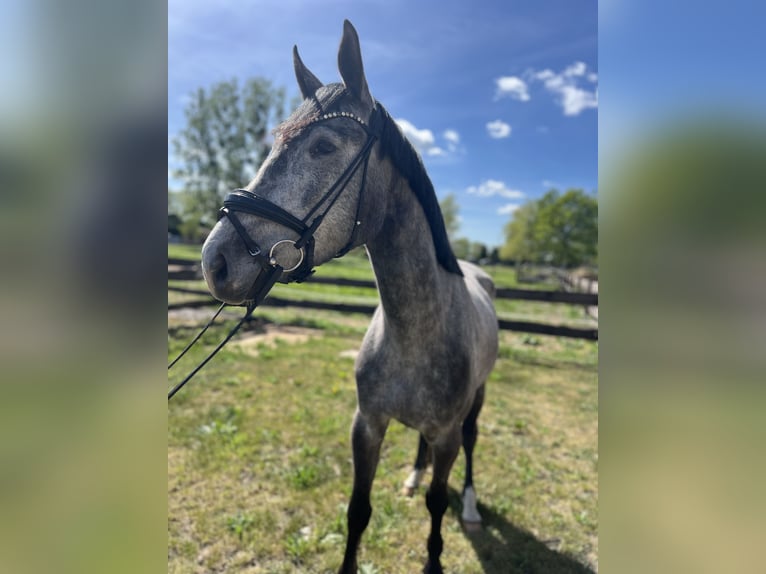 Oldenburg Gelding 4 years 16,1 hh Gray-Dapple in L&#xF6;wenberger Land