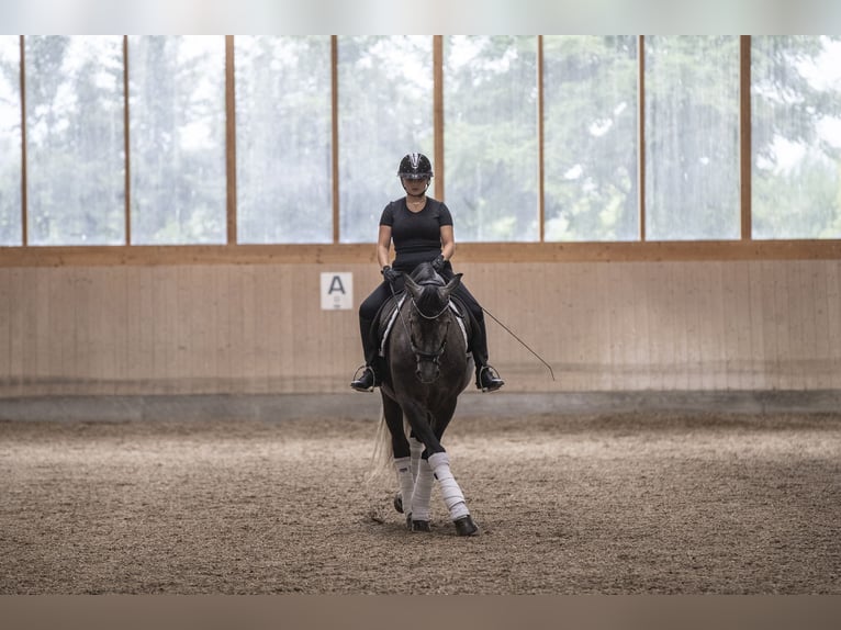 Oldenburg Gelding 4 years 16,1 hh Gray-Dark-Tan in Traismauer