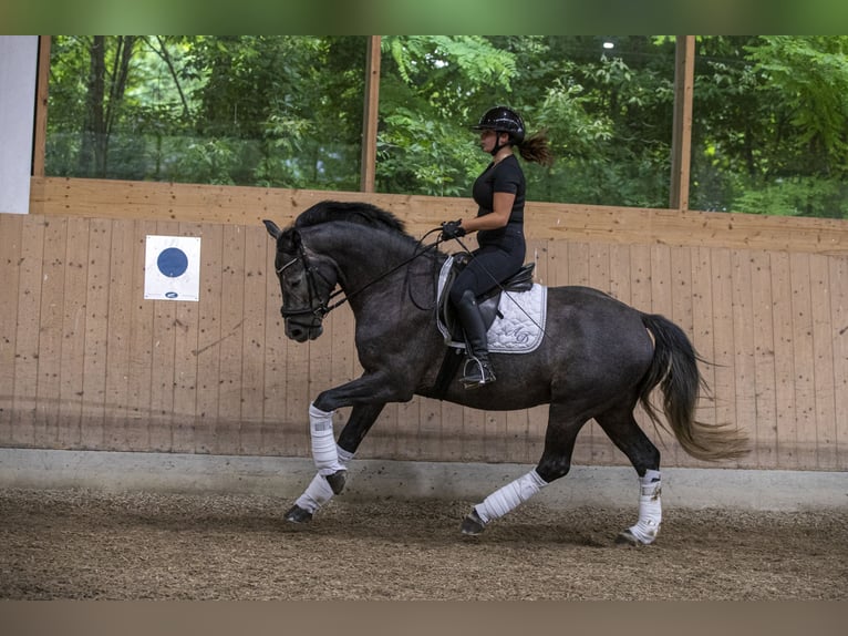 Oldenburg Gelding 4 years 16,1 hh Gray-Dark-Tan in Traismauer
