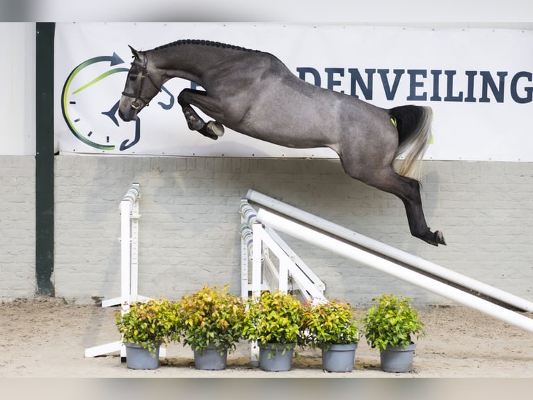 Oldenburg Gelding 4 years 16,1 hh  in Heerde