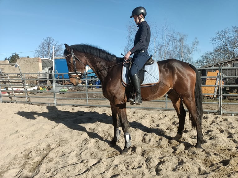 Oldenburg Gelding 4 years 16,1 hh Smoky-Black in Mügeln