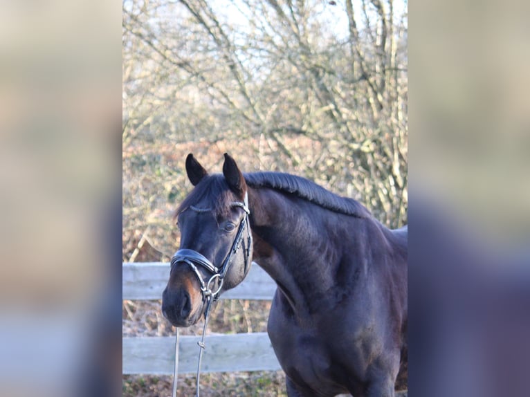 Oldenburg Gelding 4 years 16,1 hh Smoky-Black in Lautertal