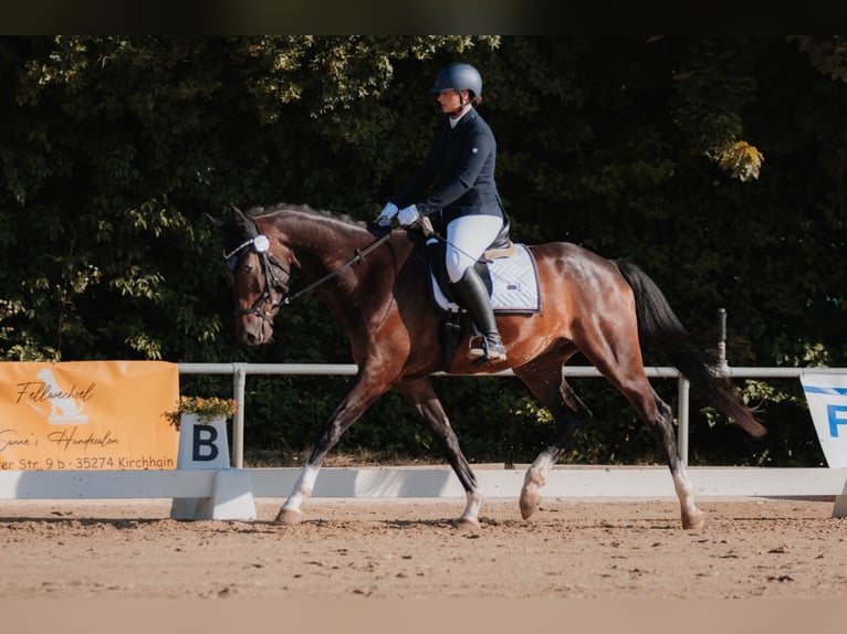 Oldenburg Gelding 4 years 16,2 hh Bay-Dark in Hohenahr