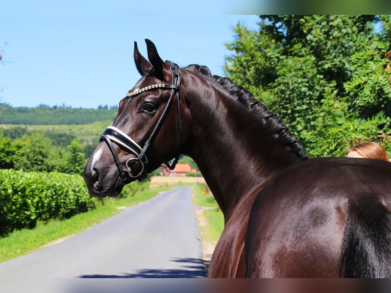 Oldenburg Gelding 4 years 16,2 hh Black in Lienen