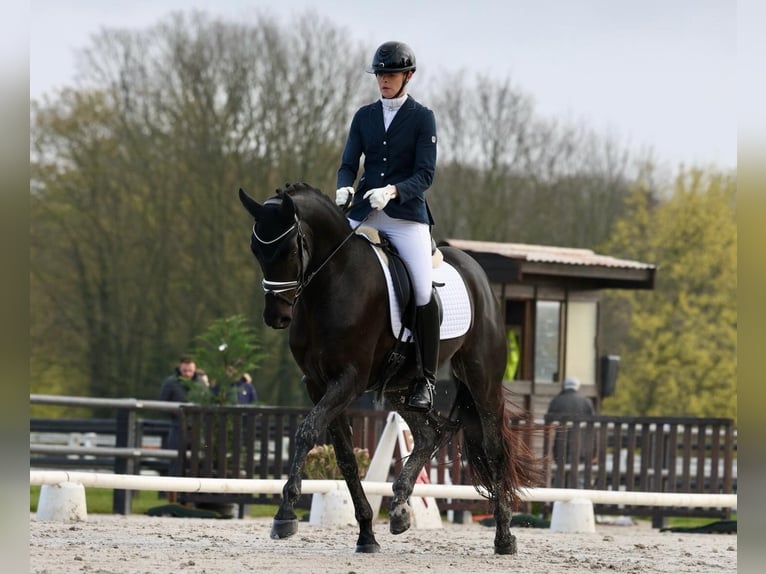 Oldenburg Gelding 4 years 16,2 hh Black in Feucherolles