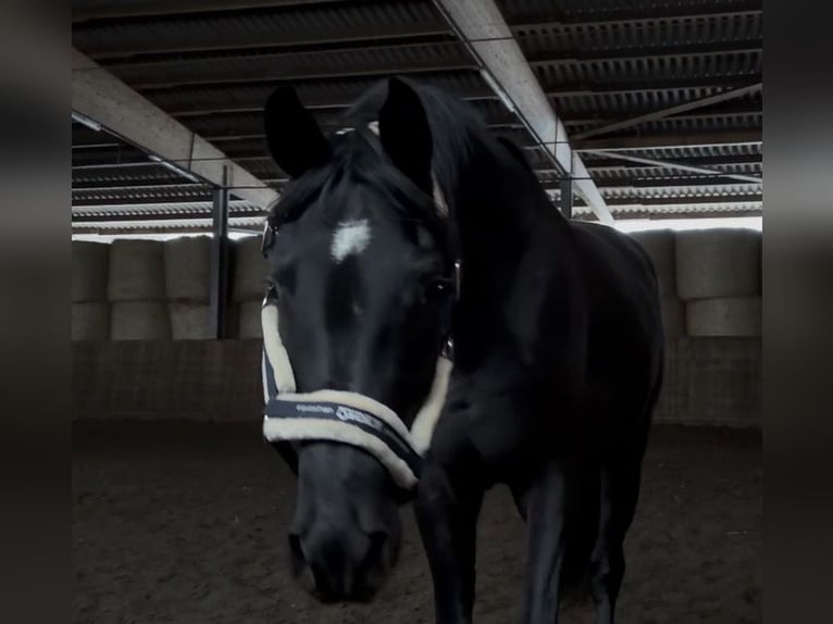 Oldenburg Gelding 4 years 16,2 hh Black in Isenbüttel