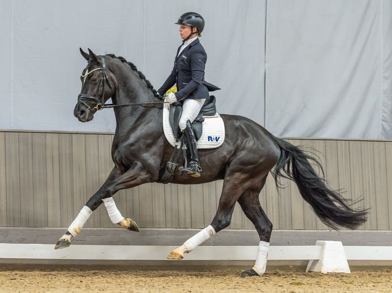 Oldenburg Gelding 4 years 16,2 hh Black in Münster-Handorf