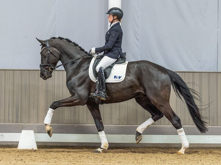 Oldenburg Gelding 4 years 16,2 hh Black in Münster-Handorf