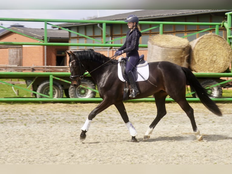 Oldenburg Gelding 4 years 16,2 hh Black in Paderborn
