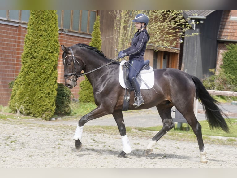Oldenburg Gelding 4 years 16,2 hh Black in Paderborn