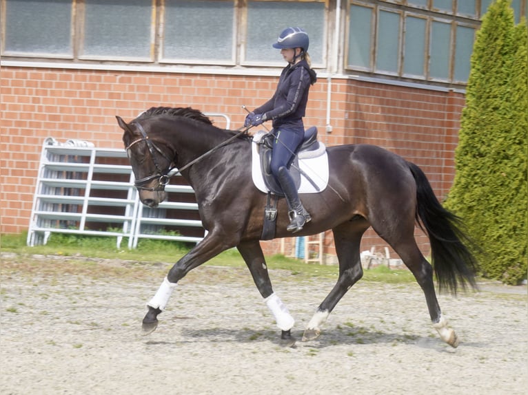 Oldenburg Gelding 4 years 16,2 hh Black in Paderborn