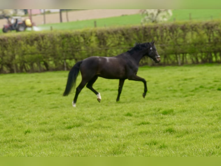 Oldenburg Gelding 4 years 16,2 hh Black in Paderborn