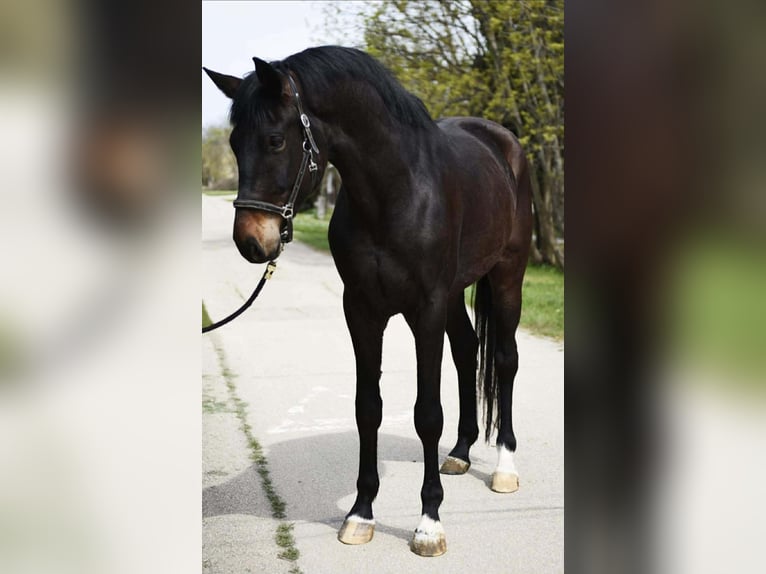 Oldenburg Gelding 4 years 16,2 hh Brown in Békéscsaba