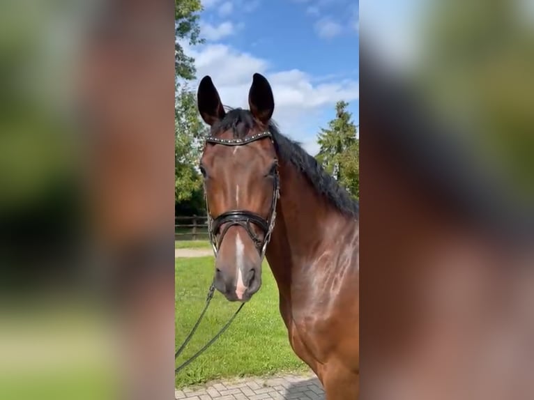 Oldenburg Gelding 4 years 16,2 hh Brown in Basdahl