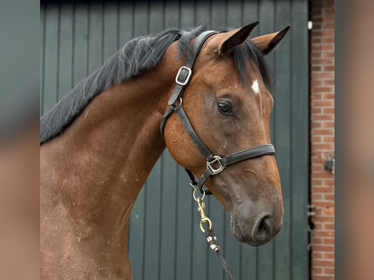Oldenburg Gelding 4 years 16,2 hh Brown in Zieuwent