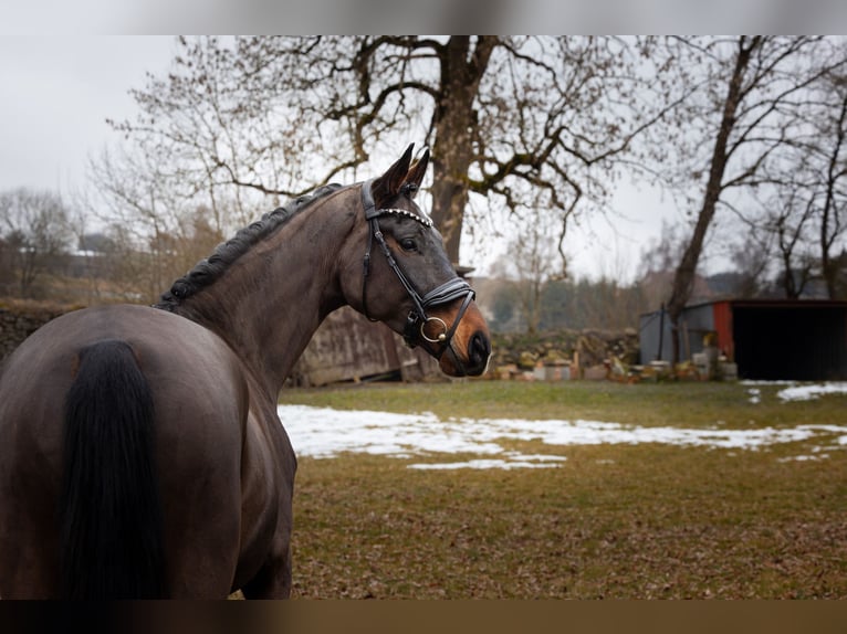 Oldenburg Gelding 4 years 16,2 hh Brown in Hayingen