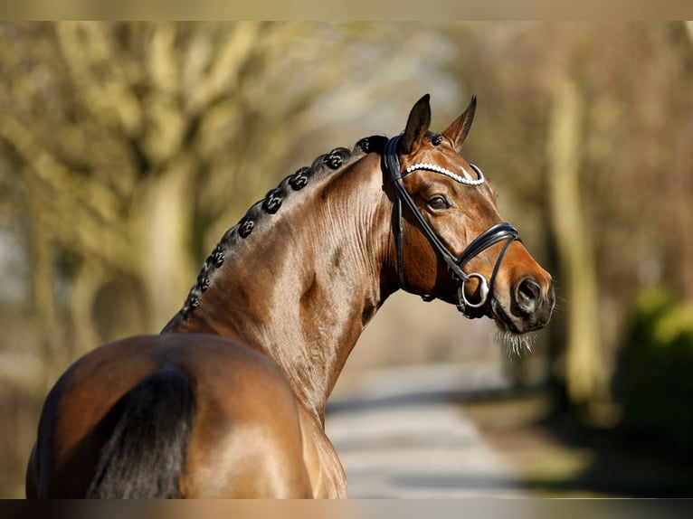 Oldenburg Gelding 4 years 16,2 hh Brown in Schapen