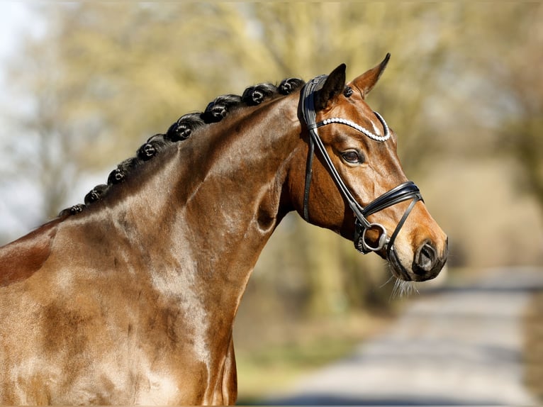 Oldenburg Gelding 4 years 16,2 hh Brown in Schapen