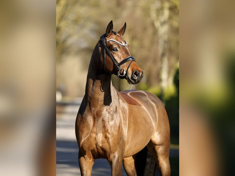 Oldenburg Gelding 4 years 16,2 hh Brown in Schapen