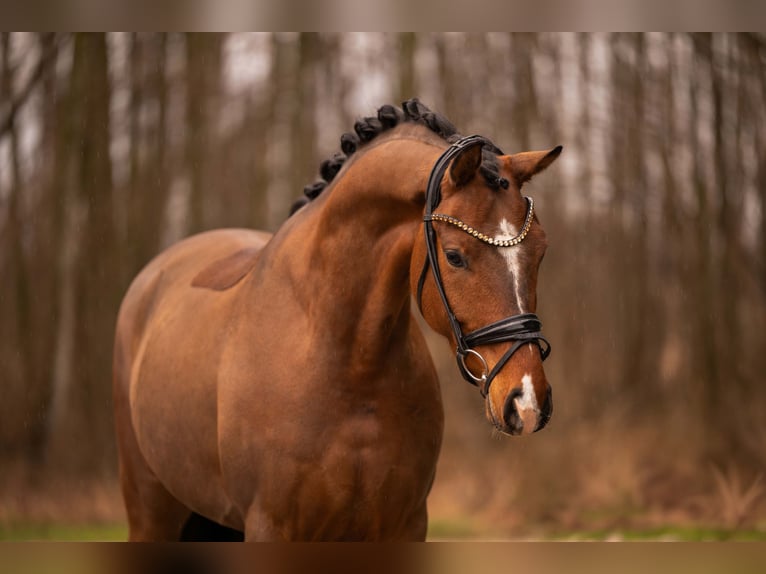 Oldenburg Gelding 4 years 16,2 hh Brown in Wehringen