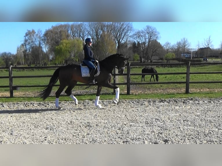 Oldenburg Gelding 4 years 16,2 hh Brown in Mönchengladbach