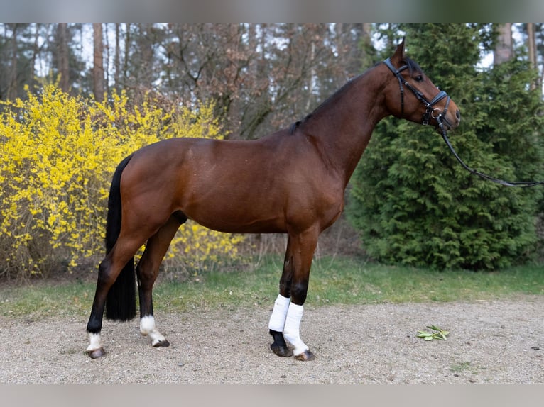 Oldenburg Gelding 4 years 16,2 hh Brown in Hanstedt