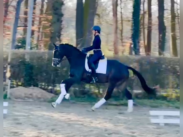 Oldenburg Gelding 4 years 16,2 hh Brown in Ostercappeln