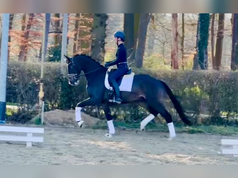 Oldenburg Gelding 4 years 16,2 hh Brown in Ostercappeln