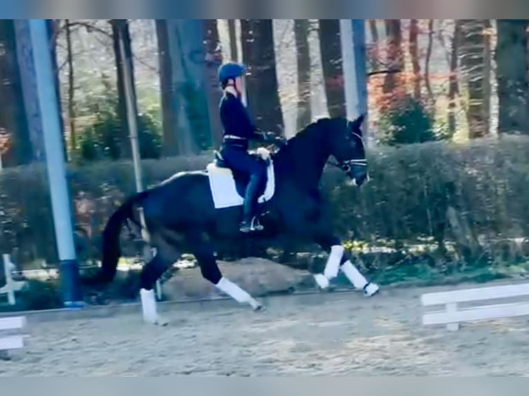 Oldenburg Gelding 4 years 16,2 hh Brown in Ostercappeln