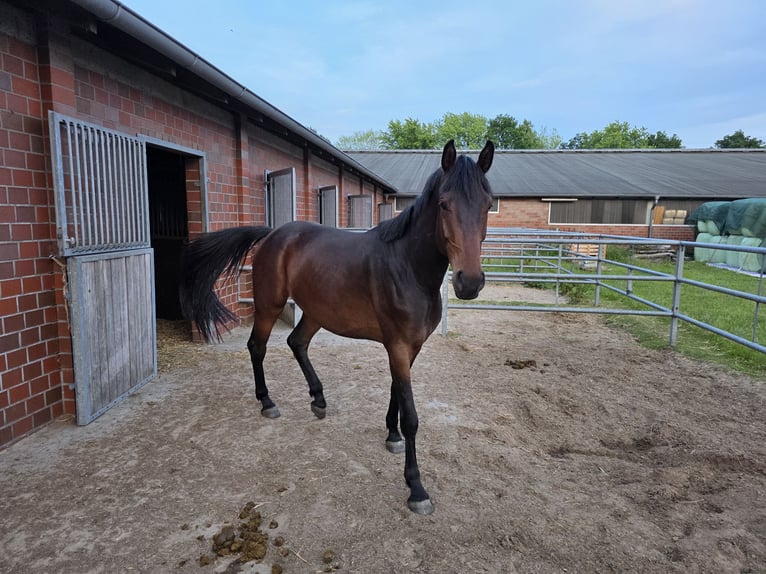 Oldenburg Gelding 4 years 16,2 hh Brown in Papenburg