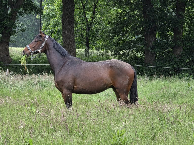 Oldenburg Gelding 4 years 16,2 hh Brown in Papenburg
