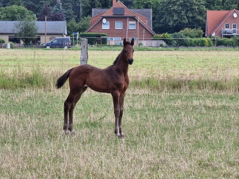 Oldenburg Gelding 4 years 16,2 hh Brown in Papenburg