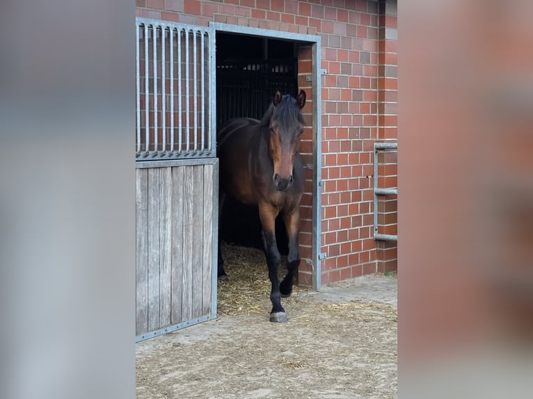 Oldenburg Gelding 4 years 16,2 hh Brown in Papenburg