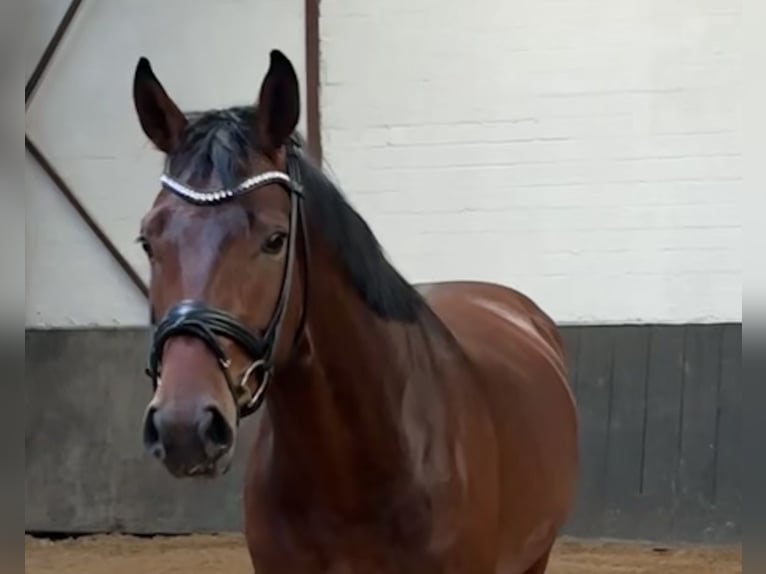 Oldenburg Gelding 4 years 16,2 hh Brown in Waabs