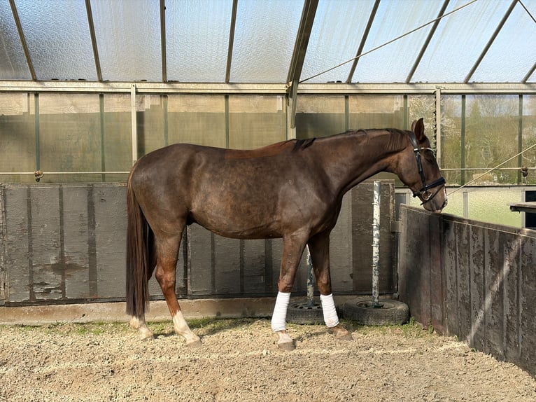 Oldenburg Gelding 4 years 16,2 hh Chestnut in Hamburg