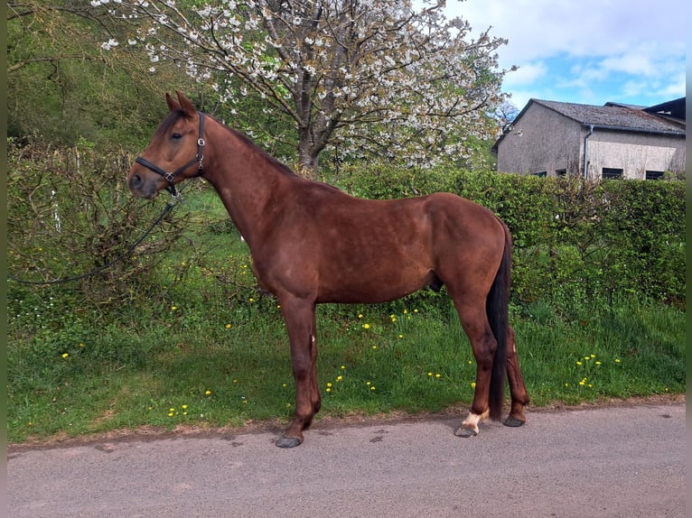 Oldenburg Gelding 4 years 16,2 hh Chestnut in Seesbach