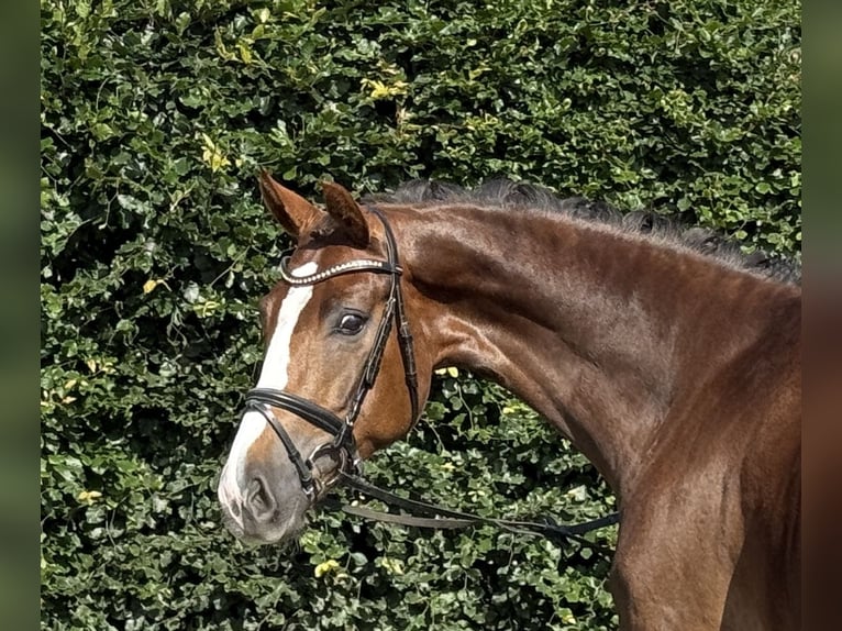 Oldenburg Gelding 4 years 16,2 hh Chestnut in Visbek