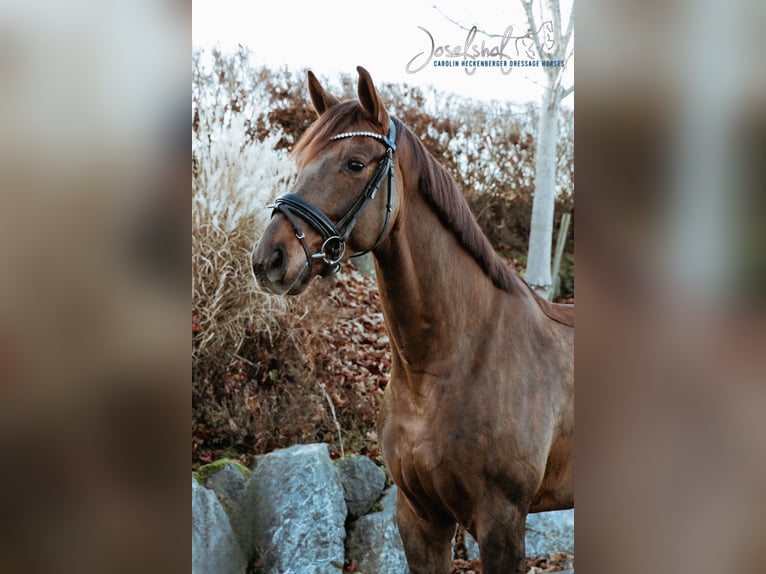 Oldenburg Gelding 4 years 16,2 hh Chestnut in Oberstadion