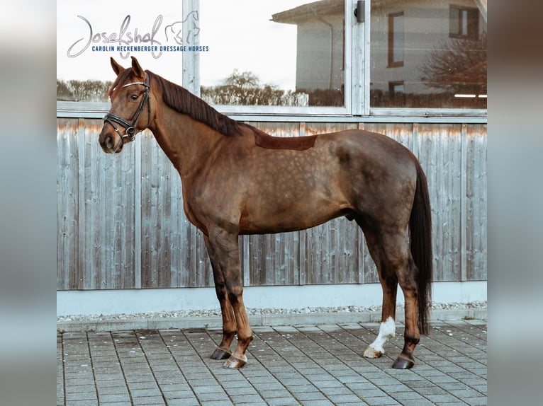 Oldenburg Gelding 4 years 16,2 hh Chestnut in Oberstadion